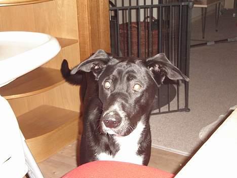 Blanding af racer Elvis - Her er han ikke så gammel  billede 8