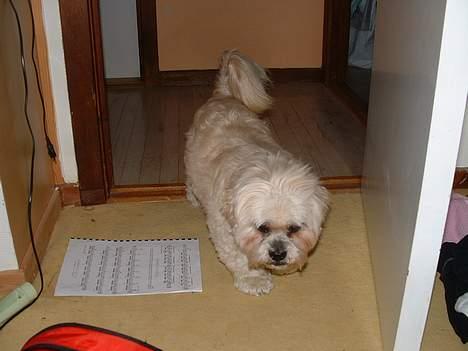 Lhasa apso Tulle - på vej ind på mit værelse..  billede 17