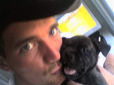 Staffordshire bull terrier Mille billede 3