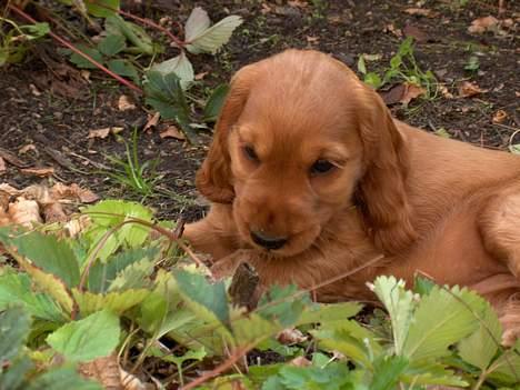 Cocker spaniel Smilla - Aahh... min egen lille have. billede 2
