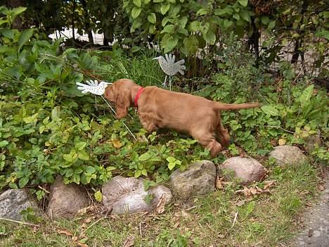 Cocker spaniel Smilla - Så skal mor´s havepynt have en ordentlig omgang. billede 3