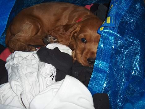 Cocker spaniel Smilla - Vi leger skjul... tror aldrig de finder mig her i det rene vasketøj. billede 4