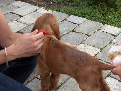 Cocker spaniel Smilla - Min første Pava pelsbehandling! billede 5