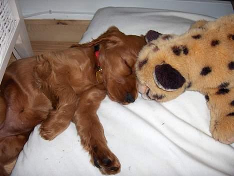 Cocker spaniel Smilla - Mig og bamse tager os lige en morfar. billede 6
