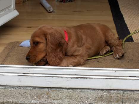 Cocker spaniel Smilla - Mor og far opdager aldrig jeg spiser deres stokroser. billede 7