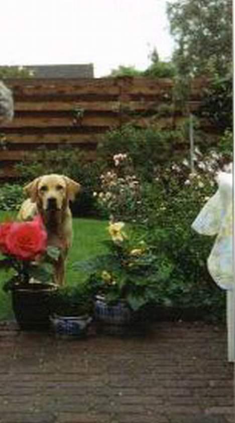 Labrador retriever | Tajs R.I.P. - Jeg er nu oppe hos farmor og farfar, det er altid hyggeligt. De har nemlig en stor dejlig have jeg kan tumle rundt i, jubii!! :D billede 14