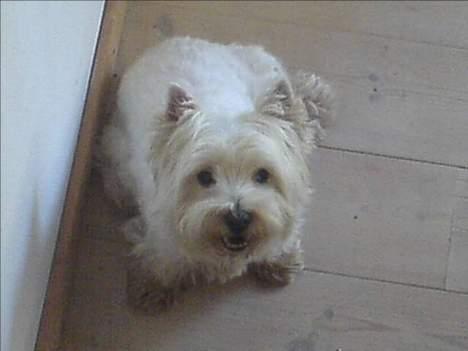 West highland white terrier fie  RIP † billede 18