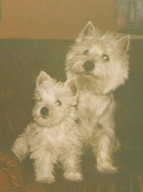 West highland white terrier fie  RIP † billede 19