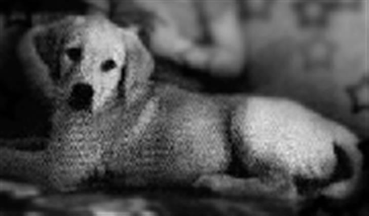 Labrador retriever | Tajs R.I.P. - Ringe kvalitet, men søøød er han nu ;o) (puttegøj) billede 15