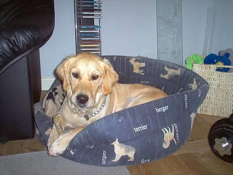 Golden retriever Bella også kaldet bellsen - dejligt at slappe lidt af billede 1