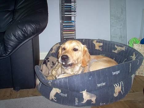 Golden retriever Bella også kaldet bellsen - lækkert ben billede 2