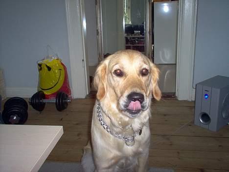 Golden retriever Bella også kaldet bellsen - nam nam billede 3