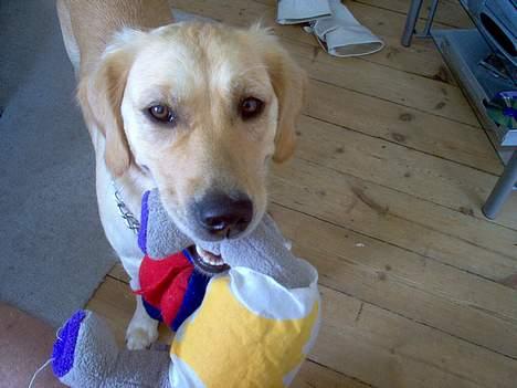 Golden retriever Bella også kaldet bellsen - se lige min banse billede 4