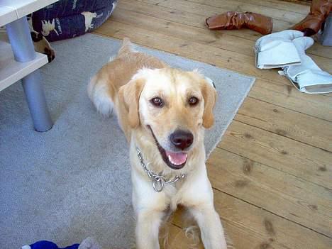 Golden retriever Bella også kaldet bellsen - jeg er så glad billede 5