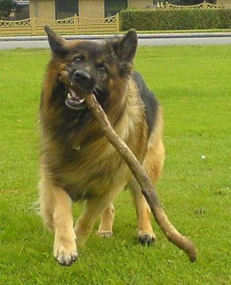 Schæferhund Hafran's Tasso 015 - iih, den pind er herlig :´) billede 15