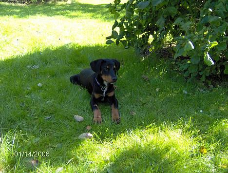 Blanding af racer Oskar (Dobbermann/Rotw... - Nyder solen ;) Skøøøøøøønnnt...! (i Skyggen..*s*...) billede 9