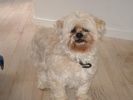 Lhasa apso Tulle - tittebøh.. :) billede 18