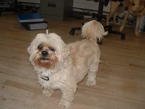 Lhasa apso Tulle - se hvor glad hun er.. hehe billede 19