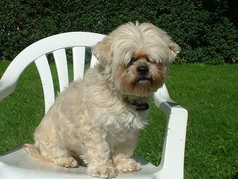 Lhasa apso Tulle - med vin i pelsen.. :) billede 20