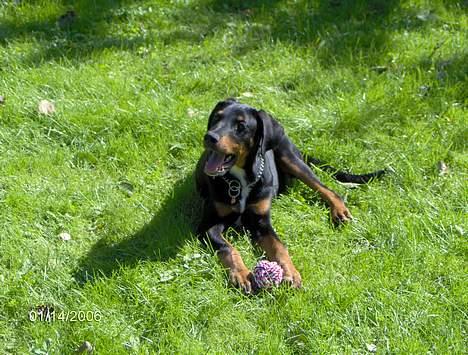 Blanding af racer Oskar (Dobbermann/Rotw... - Leg i haven ;) billede 11