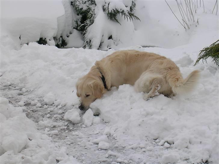 Golden retriever • Otto•  - Otto elsker sne ;)  billede 6