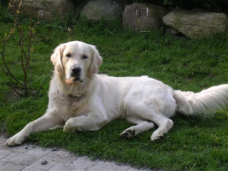 Golden retriever • Otto•  - Otto med Cigaren i munden ;)  billede 7