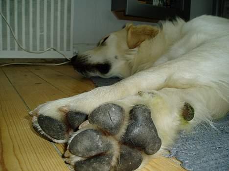 Golden retriever • Otto•  - Ja øhh... hehe, sys selv det var et lidt specielt billede af Otto der sover :)  billede 8