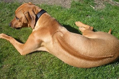 Rhodesian ridgeback Enya billede 1