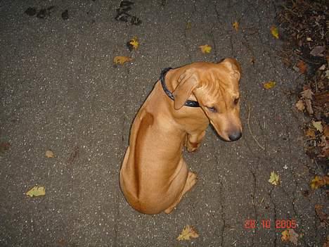 Rhodesian ridgeback Enya - enya 3 mdr og første tur i skoven billede 2