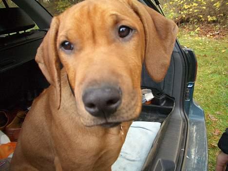 Rhodesian ridgeback Enya - næsten 4 mdr og allerede på bilferie billede 3