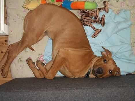 Rhodesian ridgeback Enya billede 4