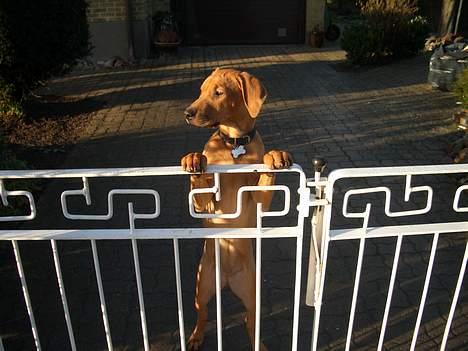 Rhodesian ridgeback Enya - Vogter sin ejendom som 7 mån. gammel billede 5