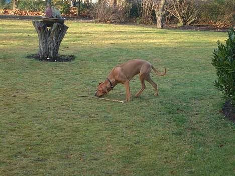 Rhodesian ridgeback Enya billede 6