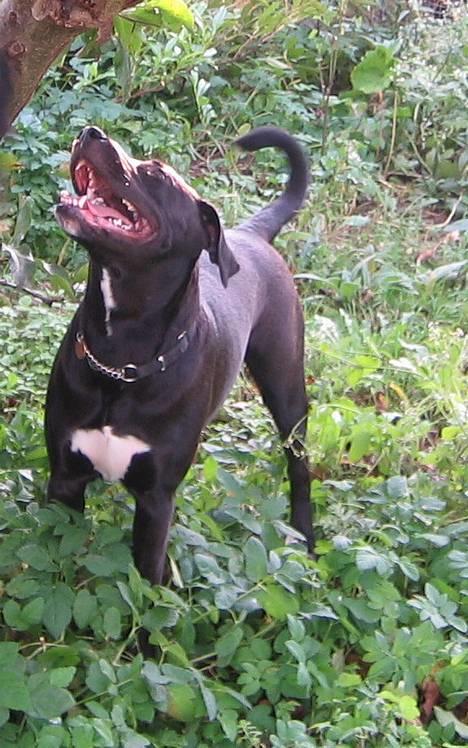 Blanding af racer kiki - hvad er det der er der oppe billede 1