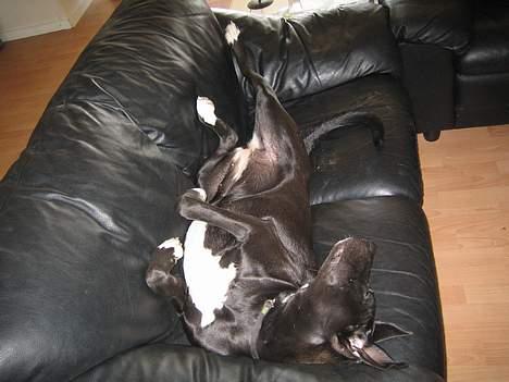 Blanding af racer kiki billede 3