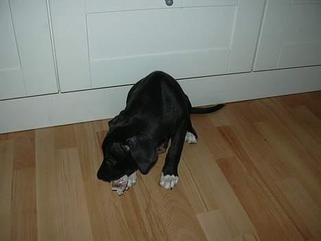 Blanding af racer kiki billede 4