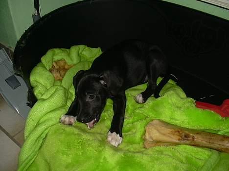 Blanding af racer kiki billede 5