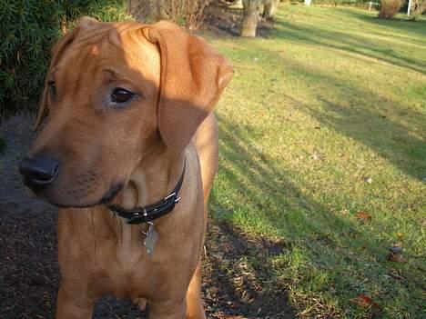 Rhodesian ridgeback Enya billede 7