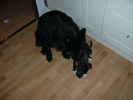 Blanding af racer kiki billede 6