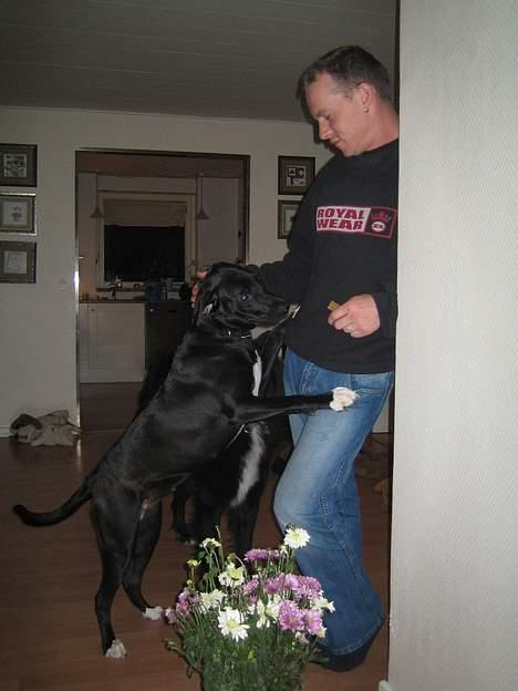 Blanding af racer kiki billede 7