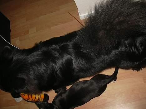 Blanding af racer kiki billede 8