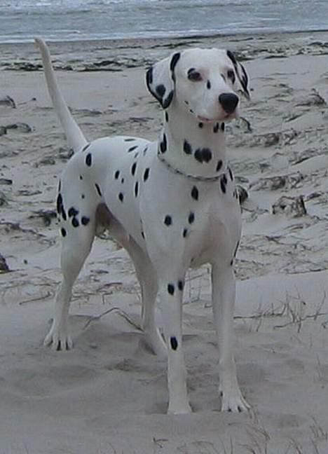 Dalmatiner Aladdin - Flot ik` billede 1