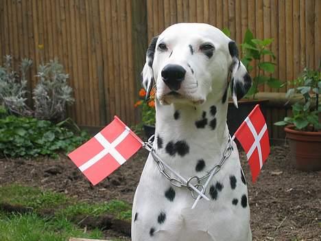 Dalmatiner Aladdin - Min 4års fødselsdag billede 2