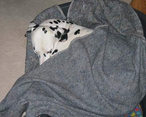 Dalmatiner Aladdin - Jeg elsker at blive puttet billede 3