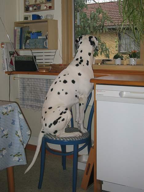 Dalmatiner Aladdin - Der er altid noget at kigge på billede 4