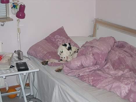 Dalmatiner Aladdin - Jeg nyder når jeg har sengen for mig selv billede 5