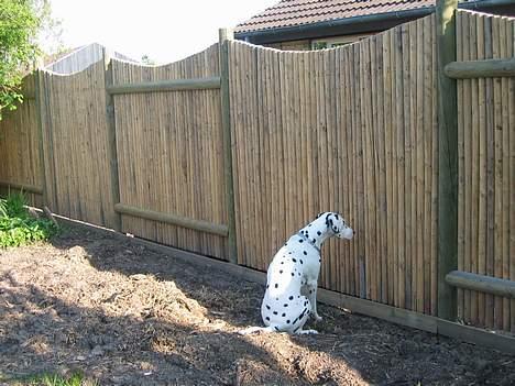 Dalmatiner Aladdin - Måske kommer naboens kat forbi???? billede 6