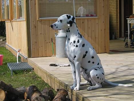 Dalmatiner Aladdin - Her holder jeg øje med om mine mennesker gør havearbejdet ordenligt billede 7