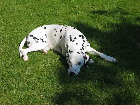 Dalmatiner Aladdin - Det er altid dejligt at ligge i græsset om sommeren billede 8