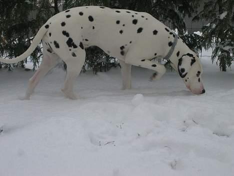 Dalmatiner Aladdin - Men sneen er nu også sjov billede 9